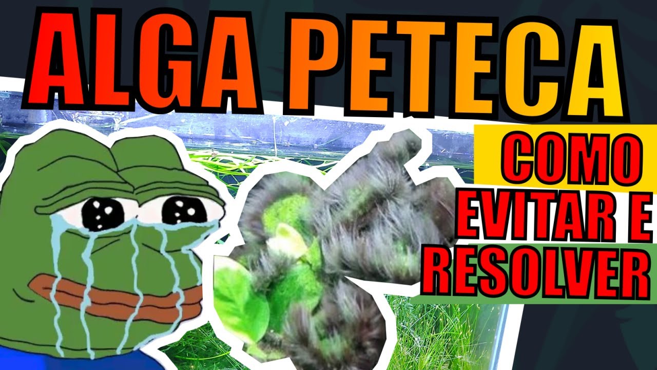 🔴ALGA PETECA: Como evitar e resolver |Mr. Betta|