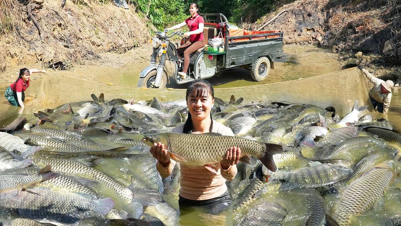 Harvesting Many Big Fish At Fish Pond Goes To Countryside Market Sell - Raising Chickens And Ducks