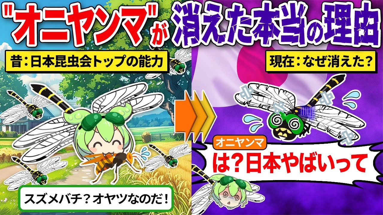 日本最強昆虫オニヤンマが消えてる…？その理由とは？