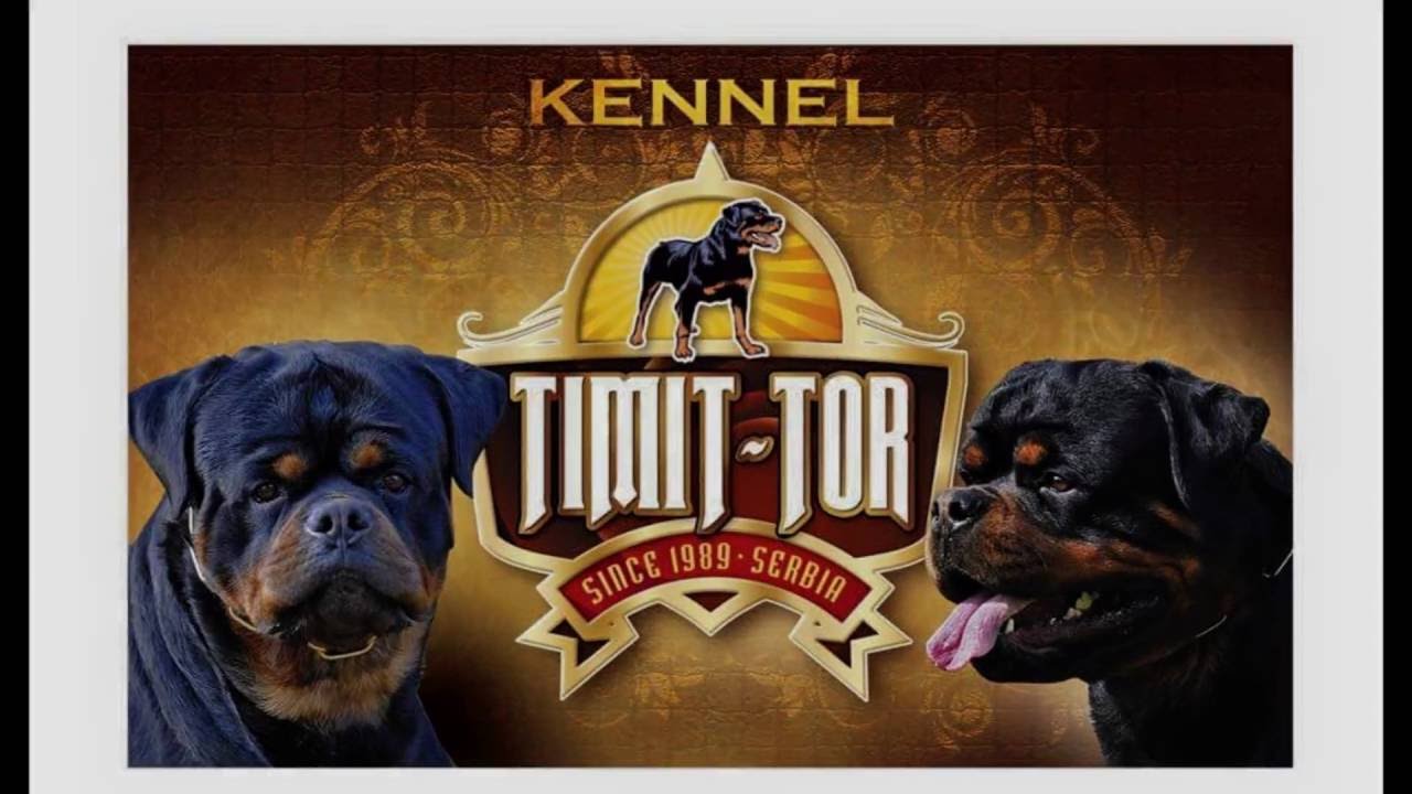 Timit Tor kennel home of love to Rottweilers