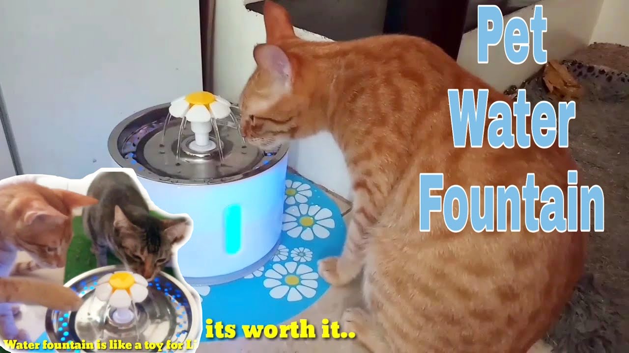 Cats Water Fountain Review | Pets flower fountain Unboxing #waterfountain#cats#catslifeph