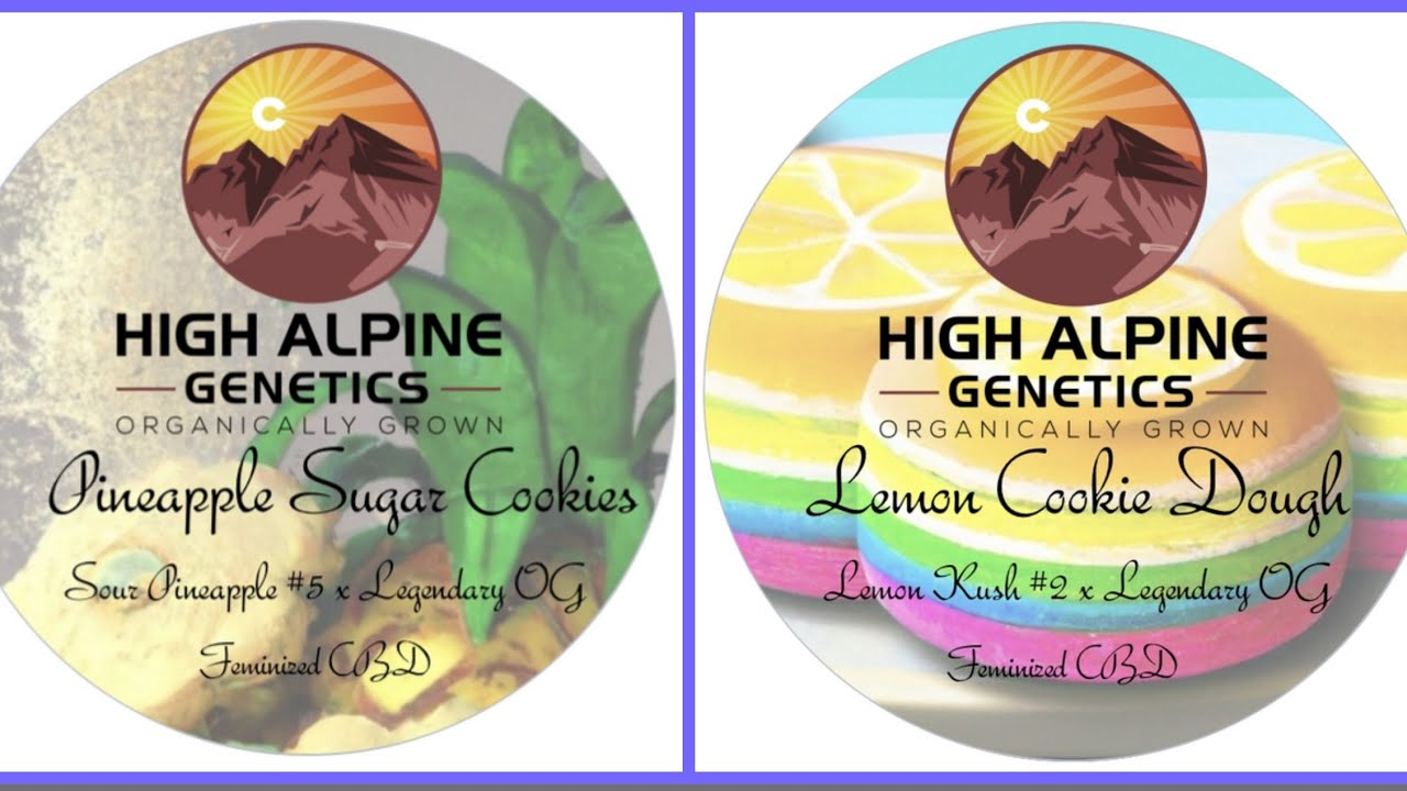 CBD Unboxing of Lemon Cookie Dough & Pineapple Sugar Cookies from High Alpine Genetics