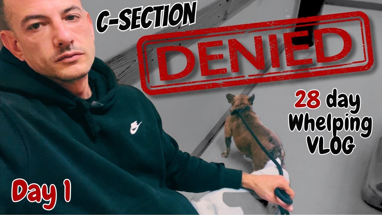 Breeding Dogs: the RAW truth! 28-day all access whelping vlog! C-sections secrets! DAY1 TIPS&TRICKS