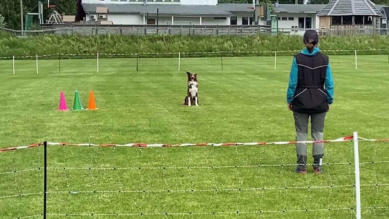 Skinner, fellessitt i LP2, Finstad (Eidsvoll hundeklubb), 30. juni 2024