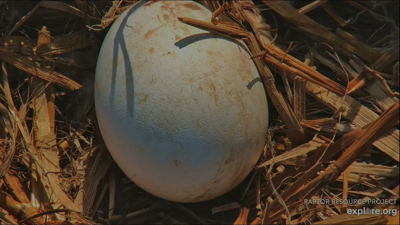 Decorah North Eagles 3-12-26, 10:04 am DNF takes a break, very close view of egg