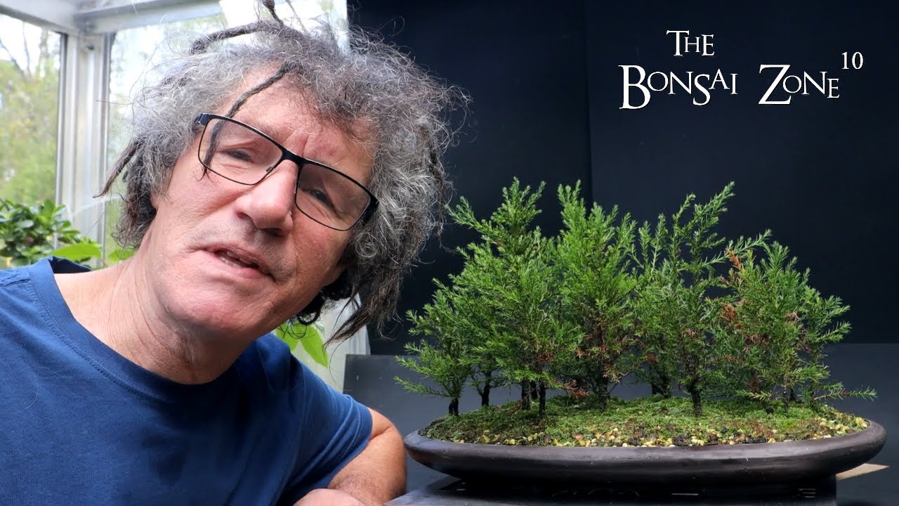 Fall Pruning My Giant Sequoia Forest, The Bonsai Zone, Oct 2023