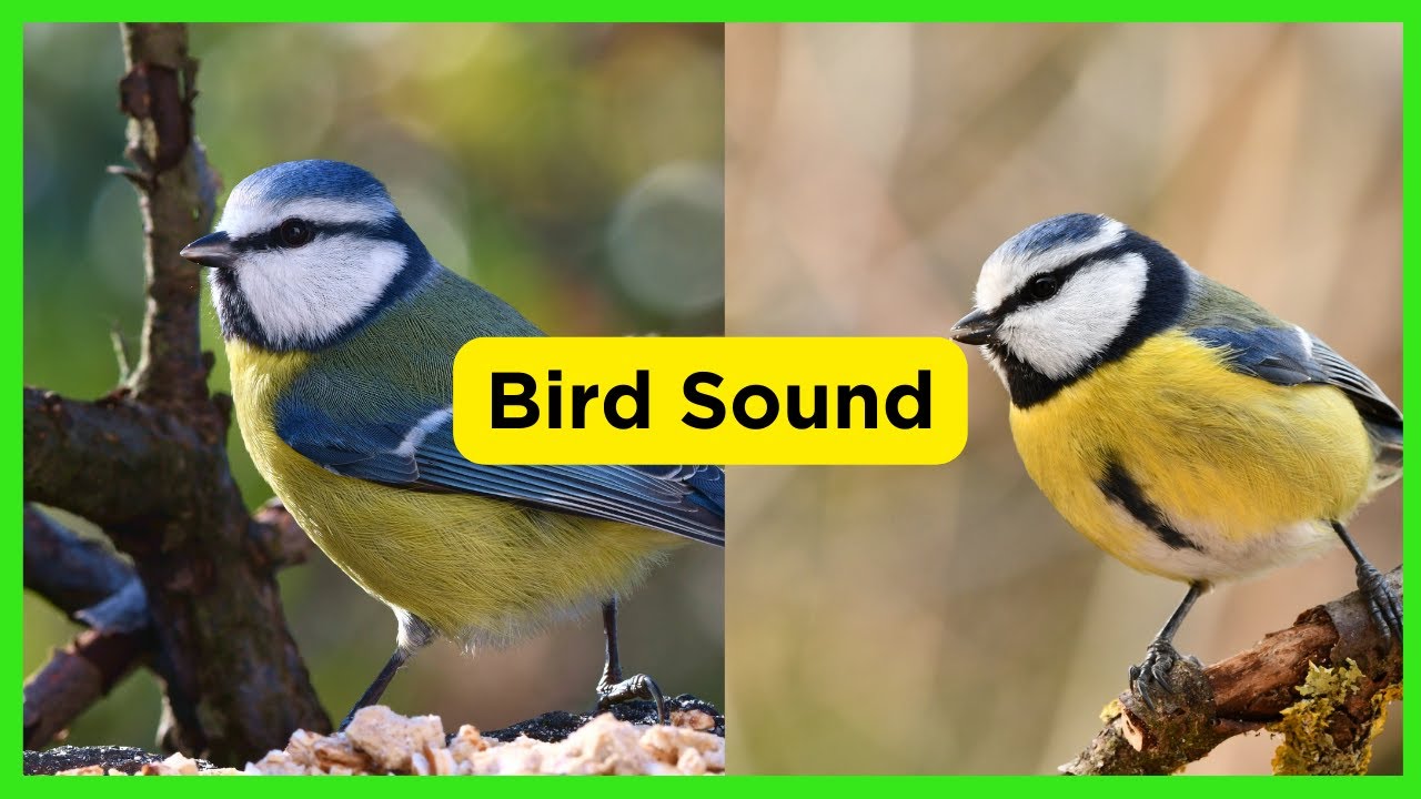 Blue Tit's Enchanting Bird Song: A Symphony of Bird Sound