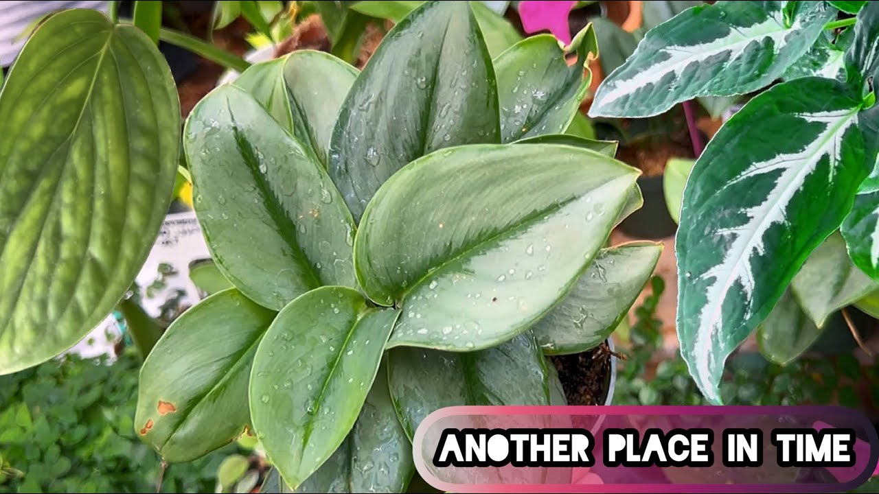 Houseplant Shopping in PACKED Greenhouse🌱 | Another Place in Time | Houston, TX