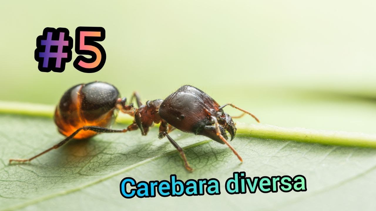 #5 Carebara diversa - Mr&oacute;wki marudery - Porady w Hodowli | AntOnTop