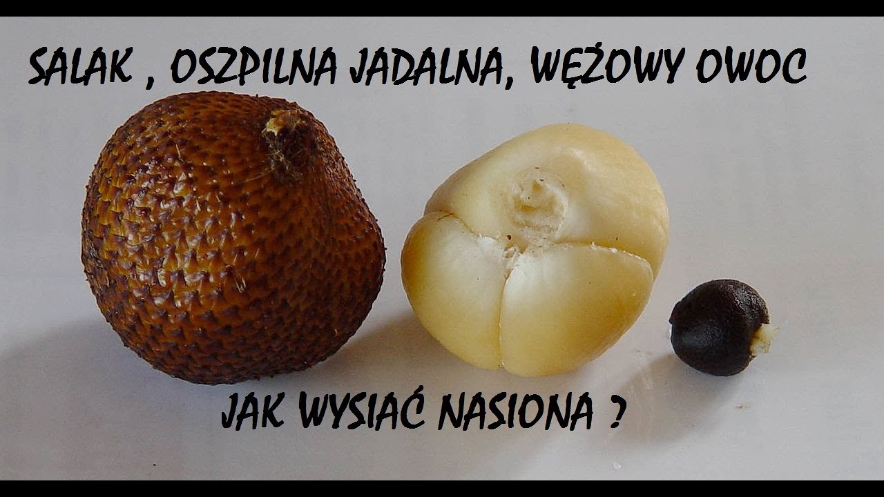 #117 Salak. Oszpilna jadalna. Wężowy owoc. Snake fruit. Jak wysiać nasiona salaka?