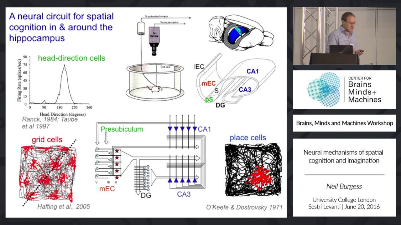 Neural Mechanisms of Spatial Cognition and Imagination