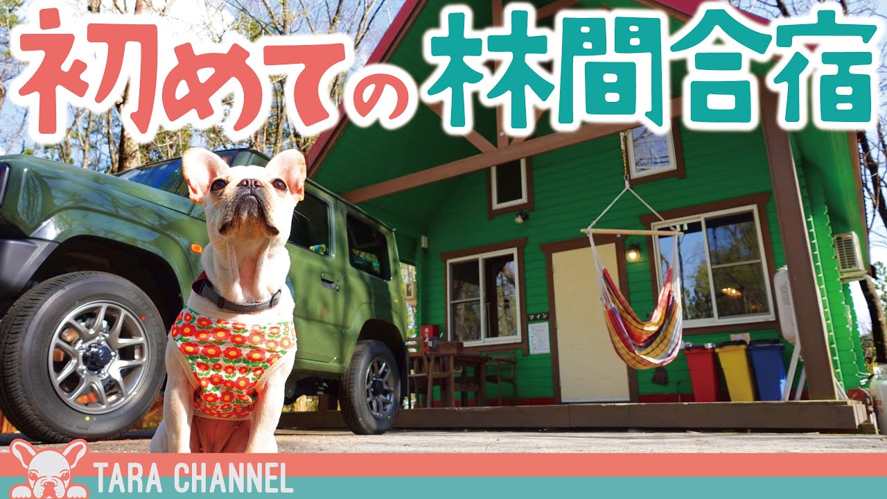 【愛犬と泊まれる宿】ドッグラン付き貸別荘が最高でした【Orkひるがの】【フレンチブルドッグ】