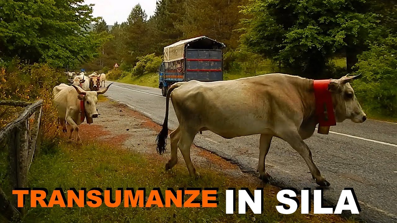 Campana CS - Transumanze in Sila | Storia | Documentario