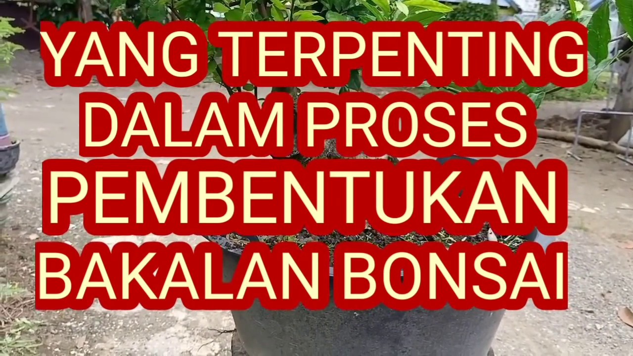 YANG TERPENTING DALAM PROSES PEMBENTUKAN BAKALAN BONSAI