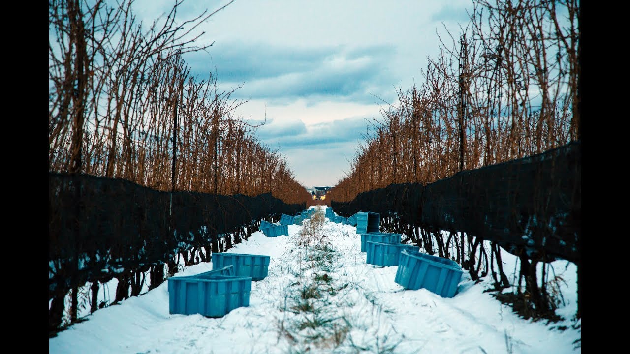 VQA Icewine - How it's Made (English Version)