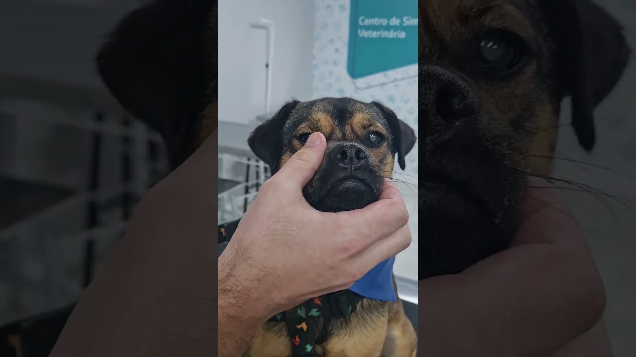 Exame Neurológico em cães
