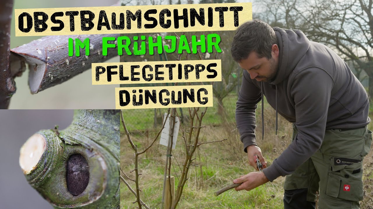 Obstbaumschnitt im Fr&uuml;hjahr - Obstb&auml;ume jetzt richtig D&uuml;nger - Pflegetipps vom Baumprofi!