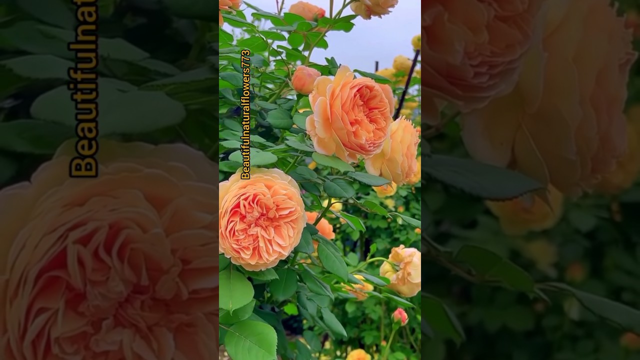 Gorgeous yellow roses #rose #shorts