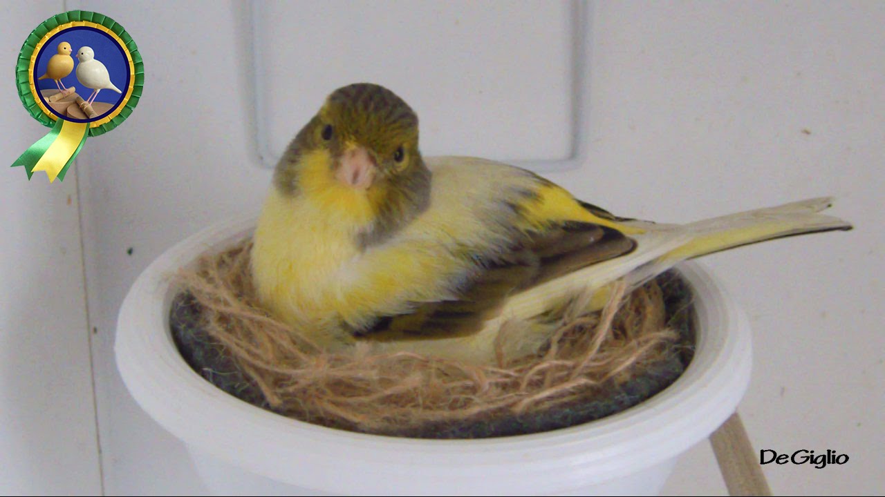 Fife canary hen building the nest