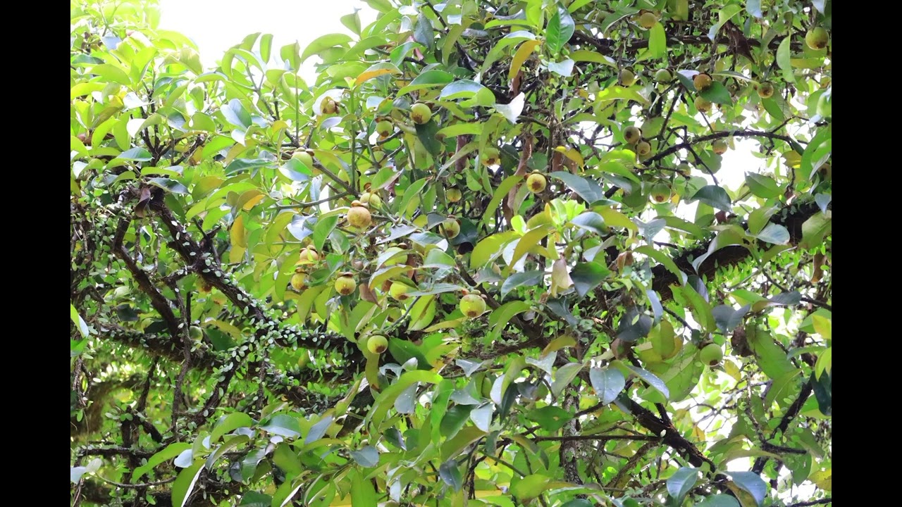 Bài phỏng vấn hộ nông dân trồng cây ăn quả tại Phường Lái Thiêu 