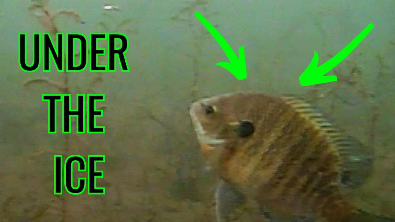Ice Fishing for Bluegill in Upstate NY (Underwater Footage!)