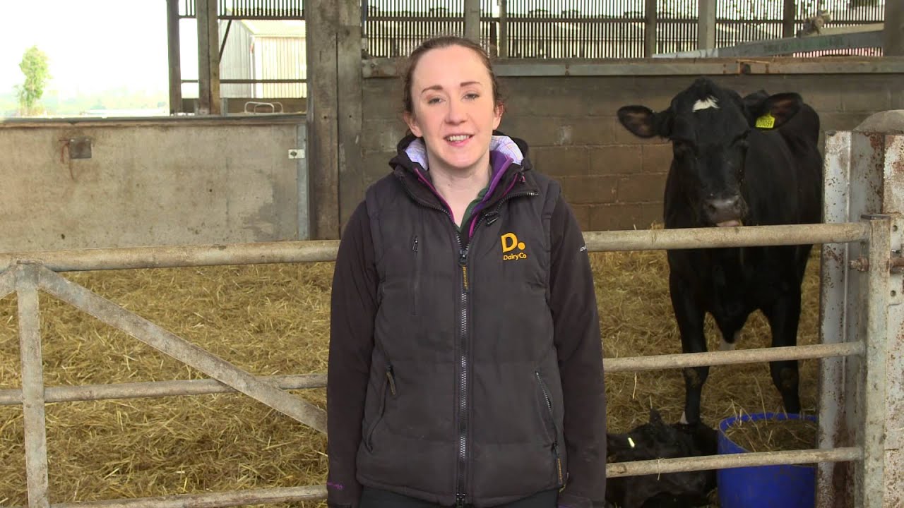 Calf house hygiene - brought to you by AHDB Dairy