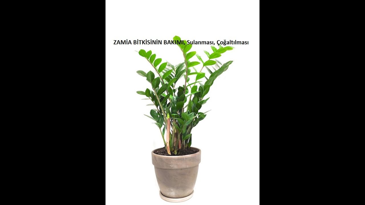 Zamia çiçeği bitkisinin bakımı, sulanması, çoğaltılması