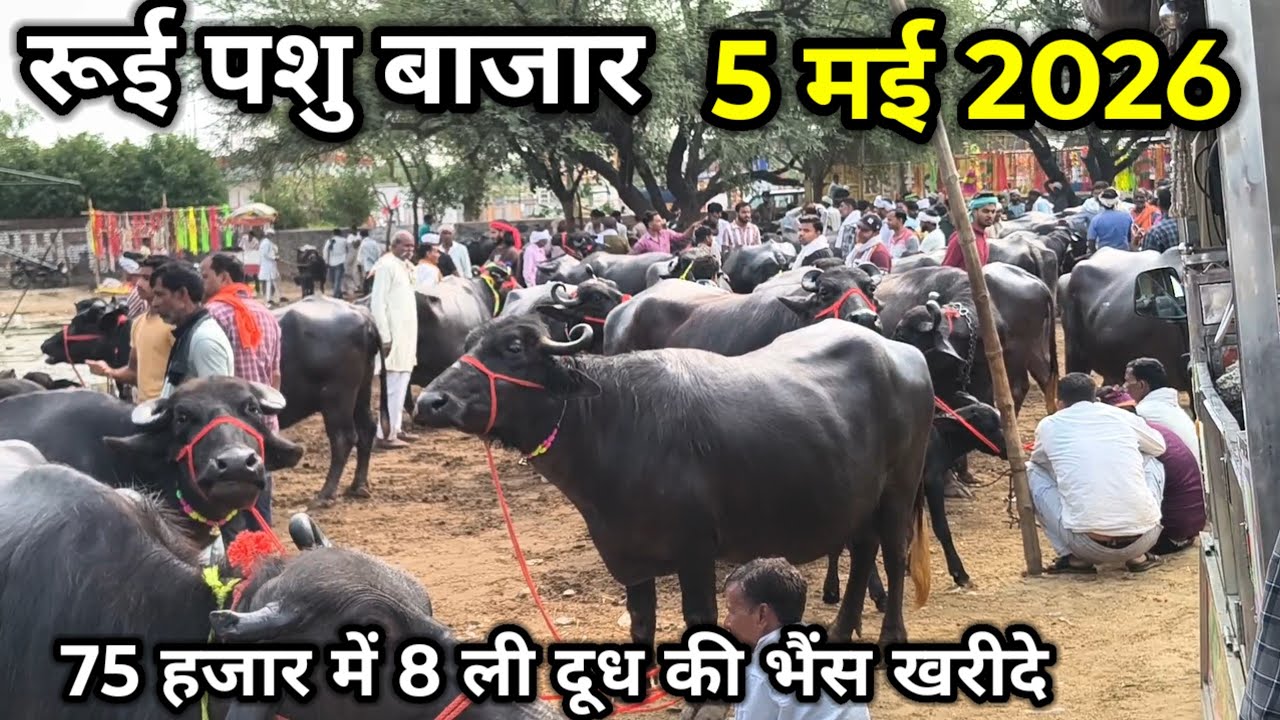 rui pashu mandi ll 5 मई 2026 ll रूई पशु मंडी ll 75 हजार में 8 ली दूध की भैंस खरीदे 