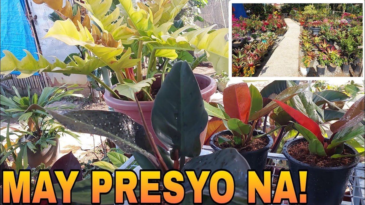 FOR SALE NA.. PLANTS NATIN ! #plants #vlog # selling #garden #plantitosandplantitas