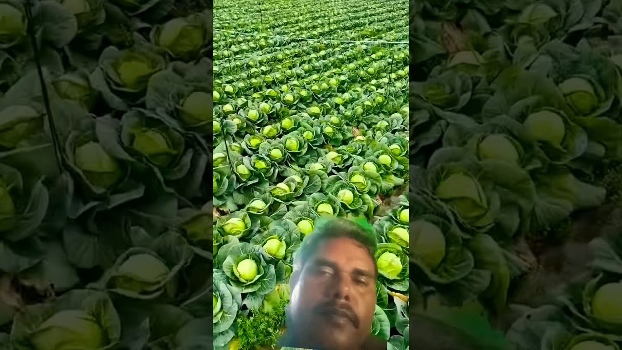 I saw a very beautiful cabbage #shots #youtubeshorts