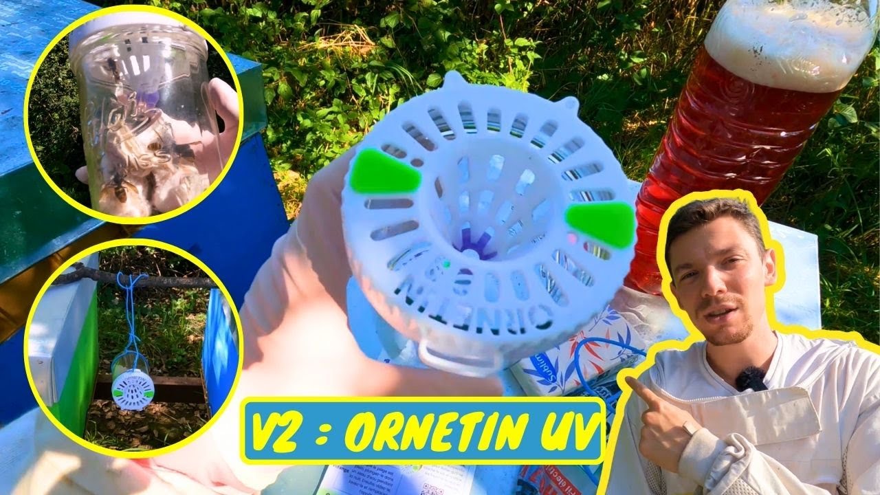 ORNETIN UV la nouvelle version 80 % PLUS VISIBLE - Piège à frelons asiatiques sélectif et efficace