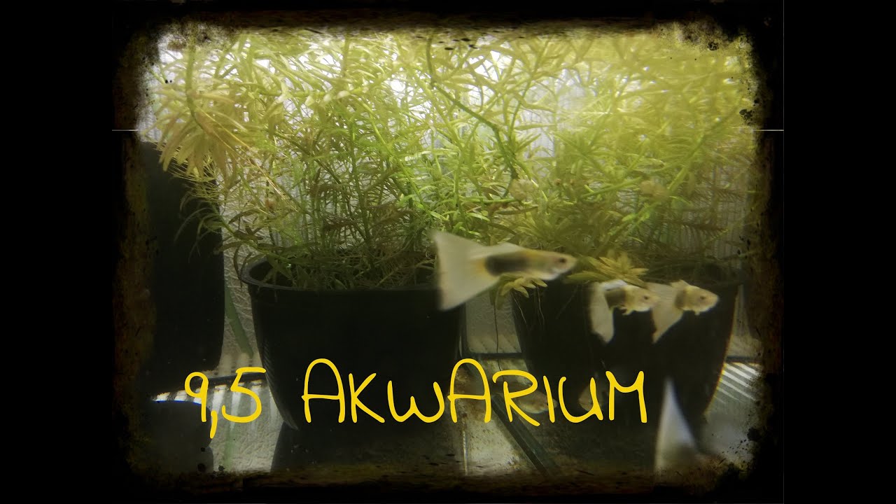 80. 9,5 Akwarium