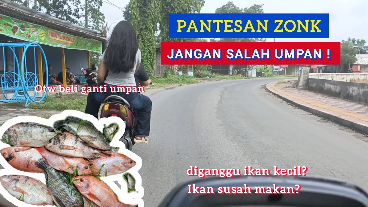 ikan nila mogok makan? Coba ganti umpan lumut, cacing, pelet arau udang dan ubah settingan kedalaman