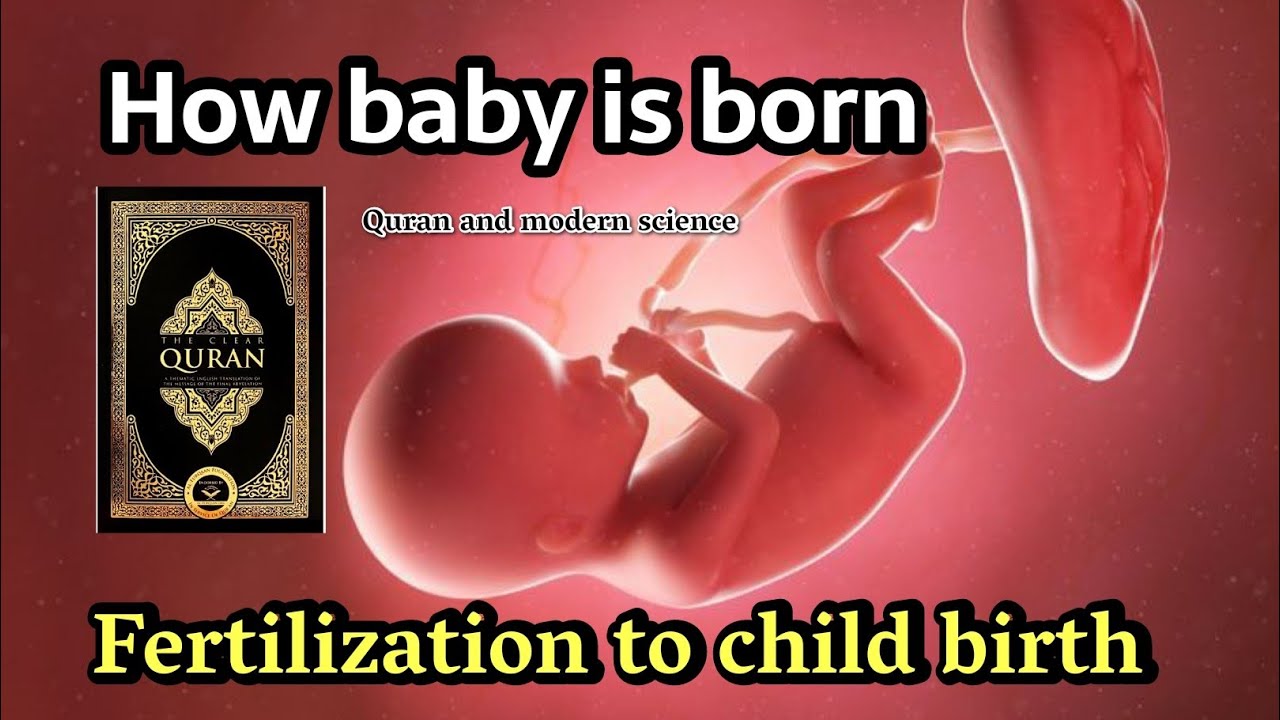 how baby is born | Miracle of Quran | embryology in Quran