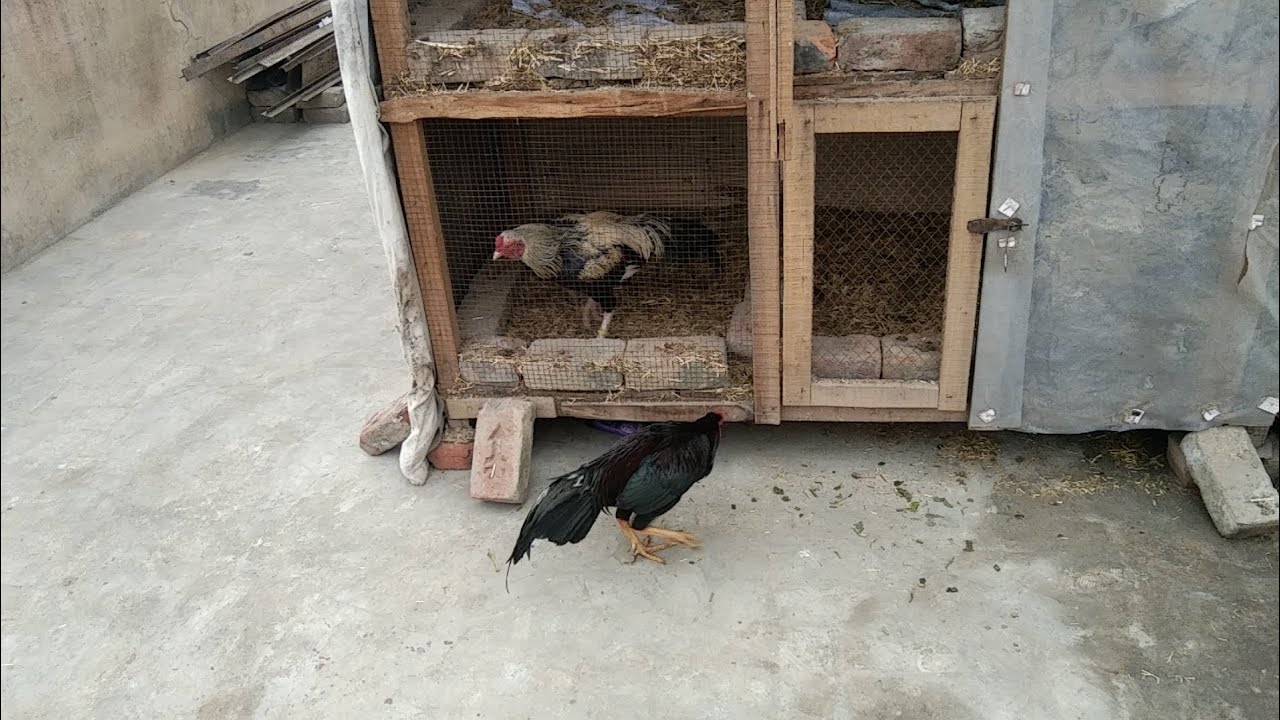Murgon ka shok murgon ki pechan