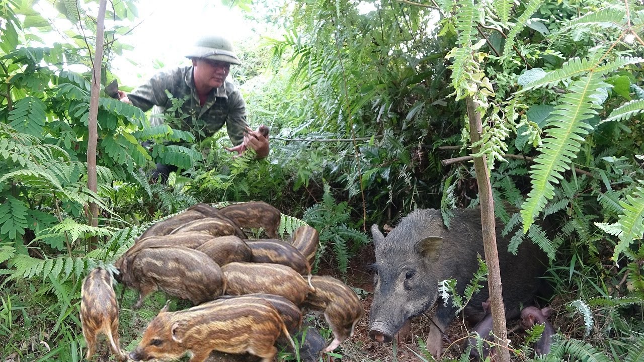 How to domesticate wild pigs, search for food, and develop farms.