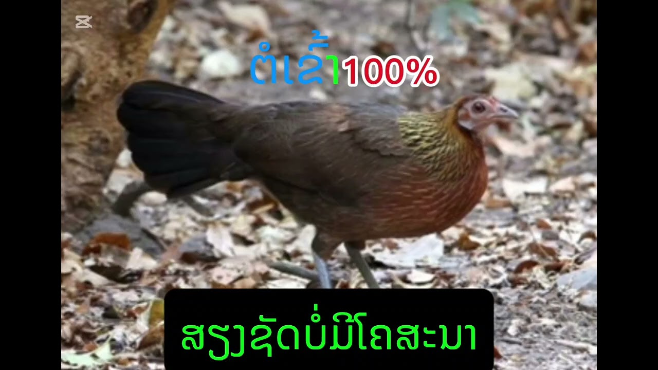 Suab poj qaib qus seev zoo
