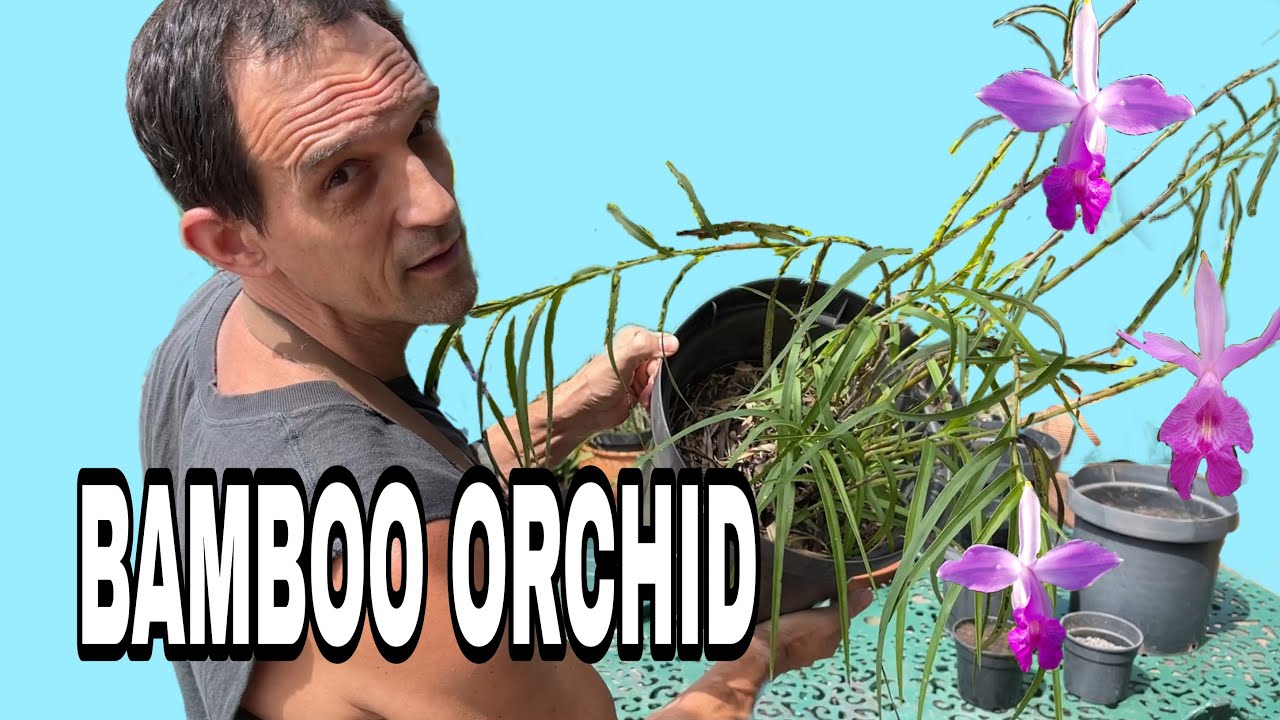 How to grow Bamboo Orchid , Arundina graminifolia: Sunlight, Propagation, Fertilization