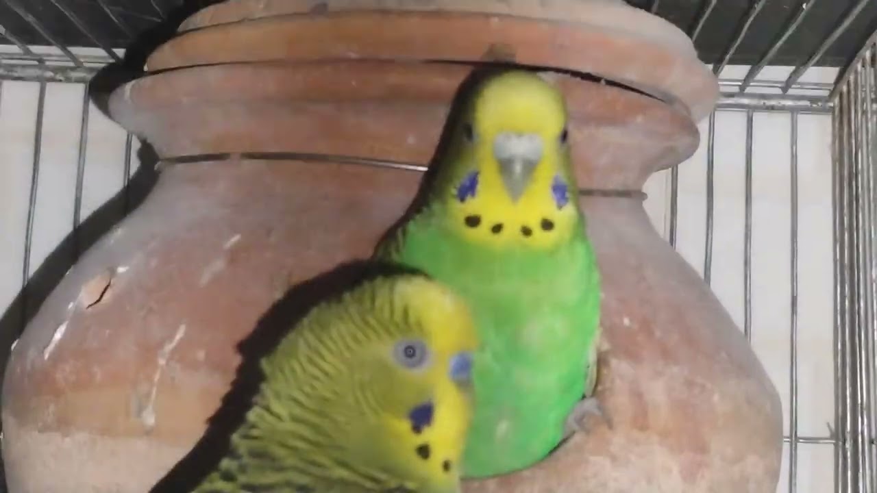 রাতের বেলায় পাখির কেমন করে থাকে 