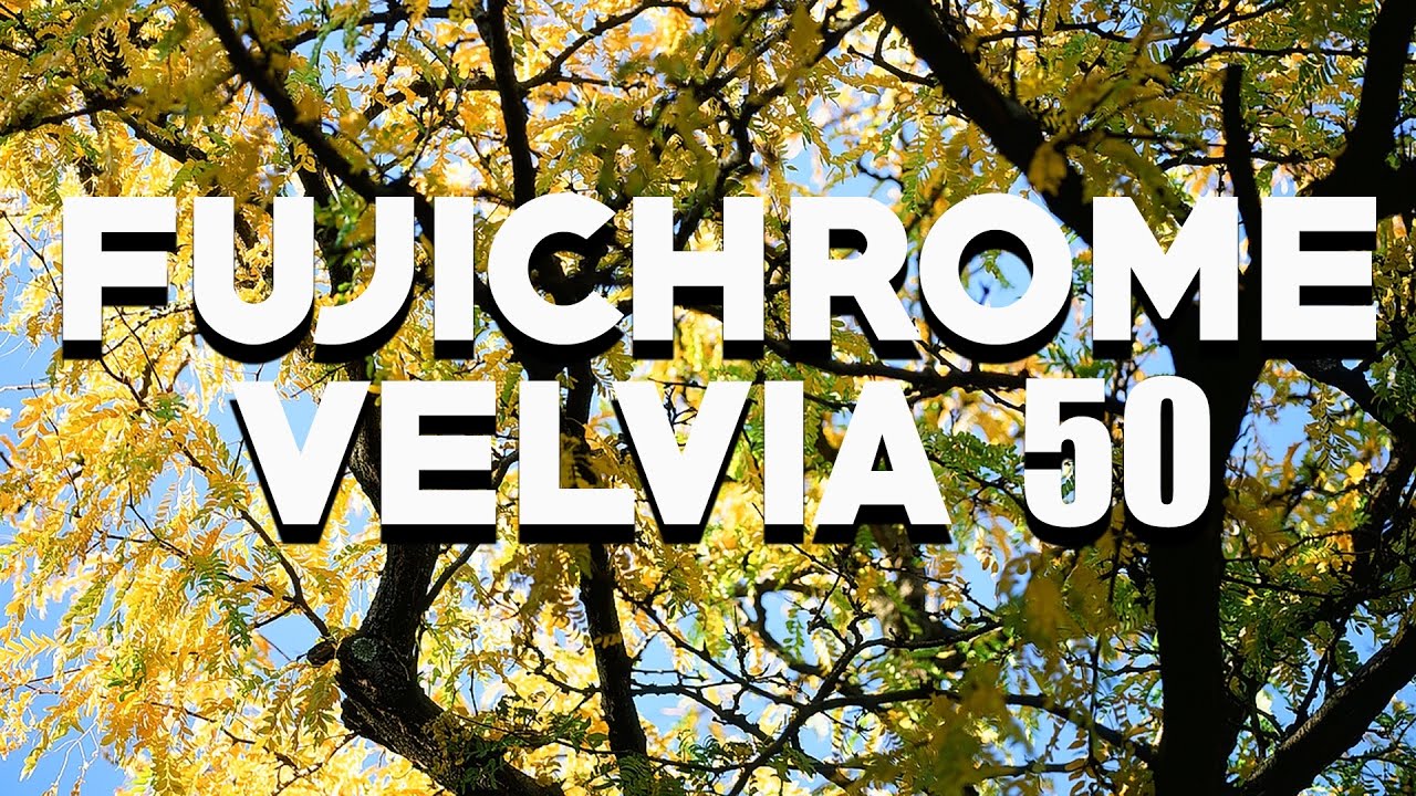 FUJI VELVIA 50 - Film and Fall Colors in Boston