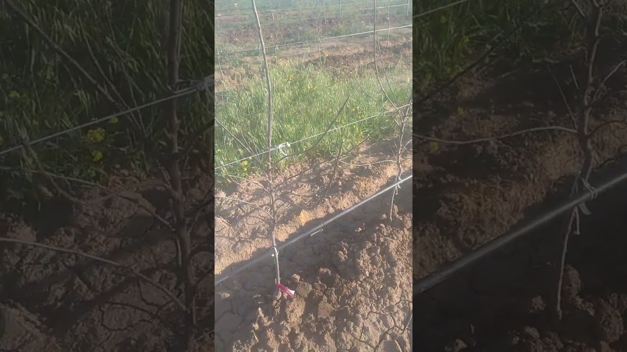 مزايا اشجار التفاح المكثف m9 rootstock المستوردة من ايطاليا مشاتل Nischler المتخصصة في التفاح