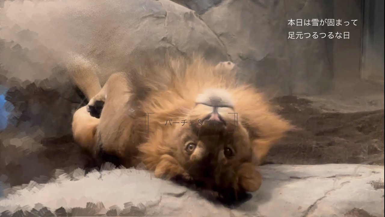 円山動物園ライオンガイド　地震時のライオンパーチェの行動 【動画5:16〜】2025.12