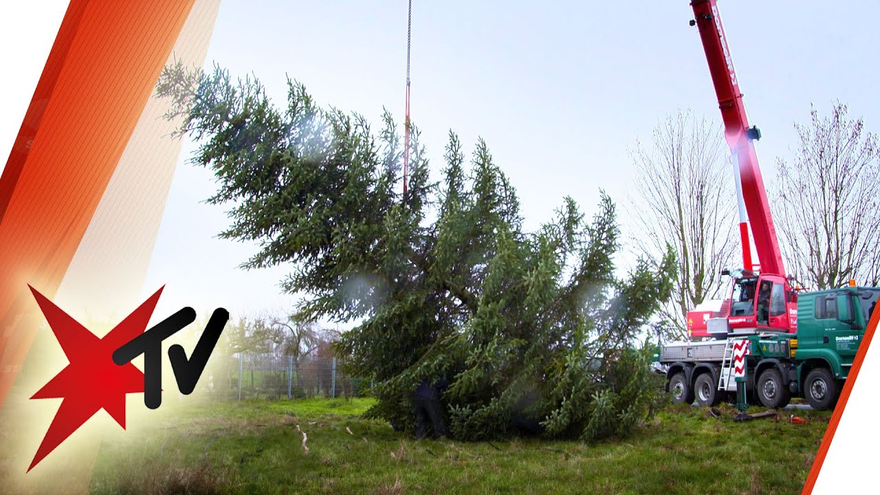 XXL-Weihnachtsbaum: 10 Meter, 1.000 Kilo – Last-Minute-Bescherung | stern TV