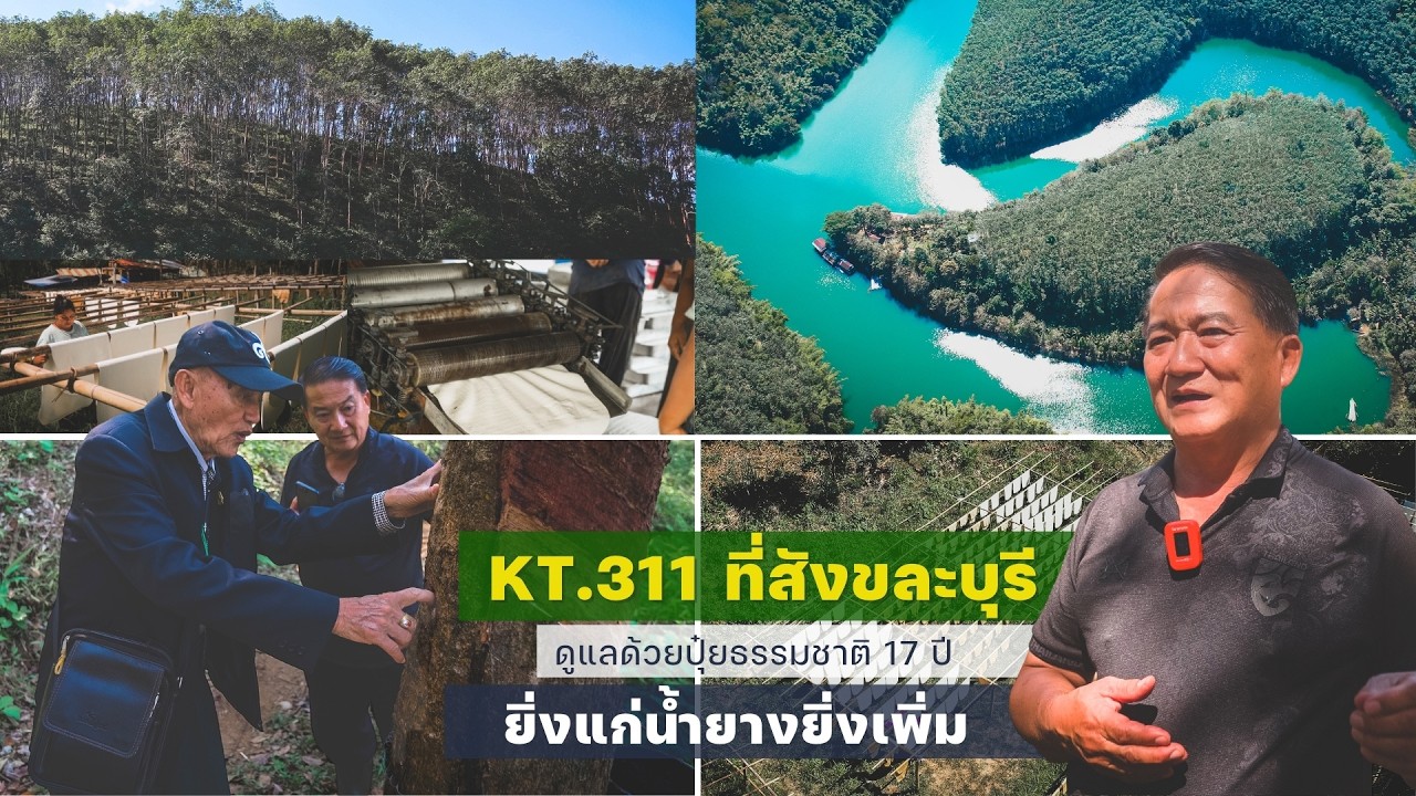 Subs Eng : KT.311 ที่สังขละบุรี ดูแลด้วยปุ๋ยธรรมชาติ 17 ปี ยิ่งแก่น้ำยางยิ่งเพิ่ม
