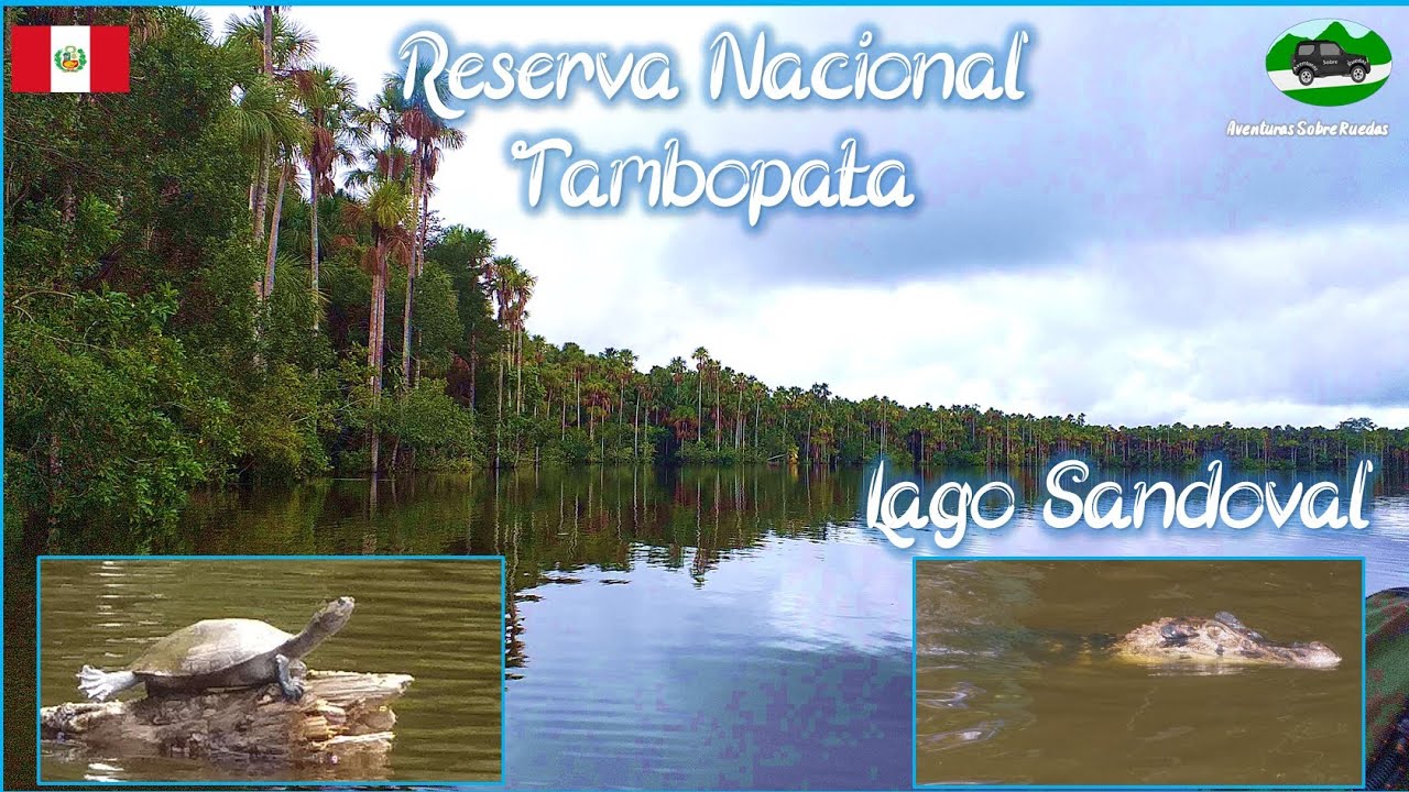 Lago Sandoval🐊| Puerto Maldonado🦎| Reserva Nacional Tambopata🐵| Madre de Dios🐢| ASR🚐