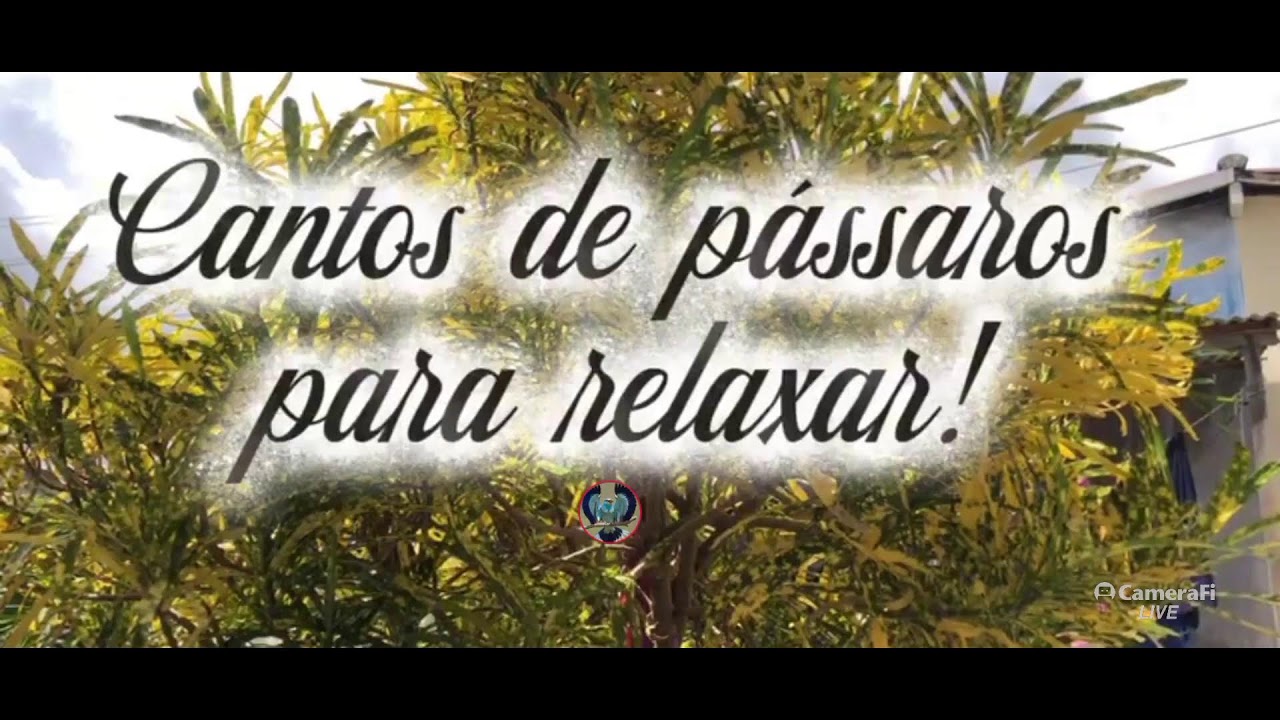 Canto dos pássaros na natureza.