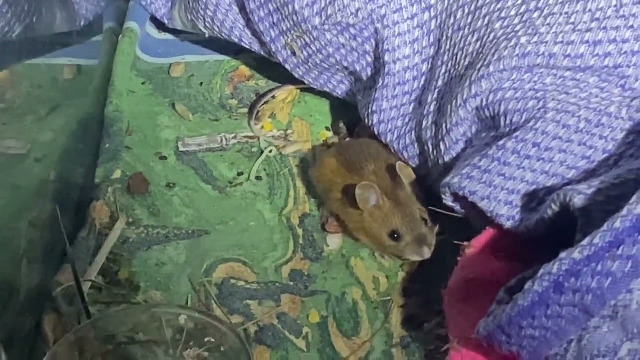 Woodland Jumping Mice