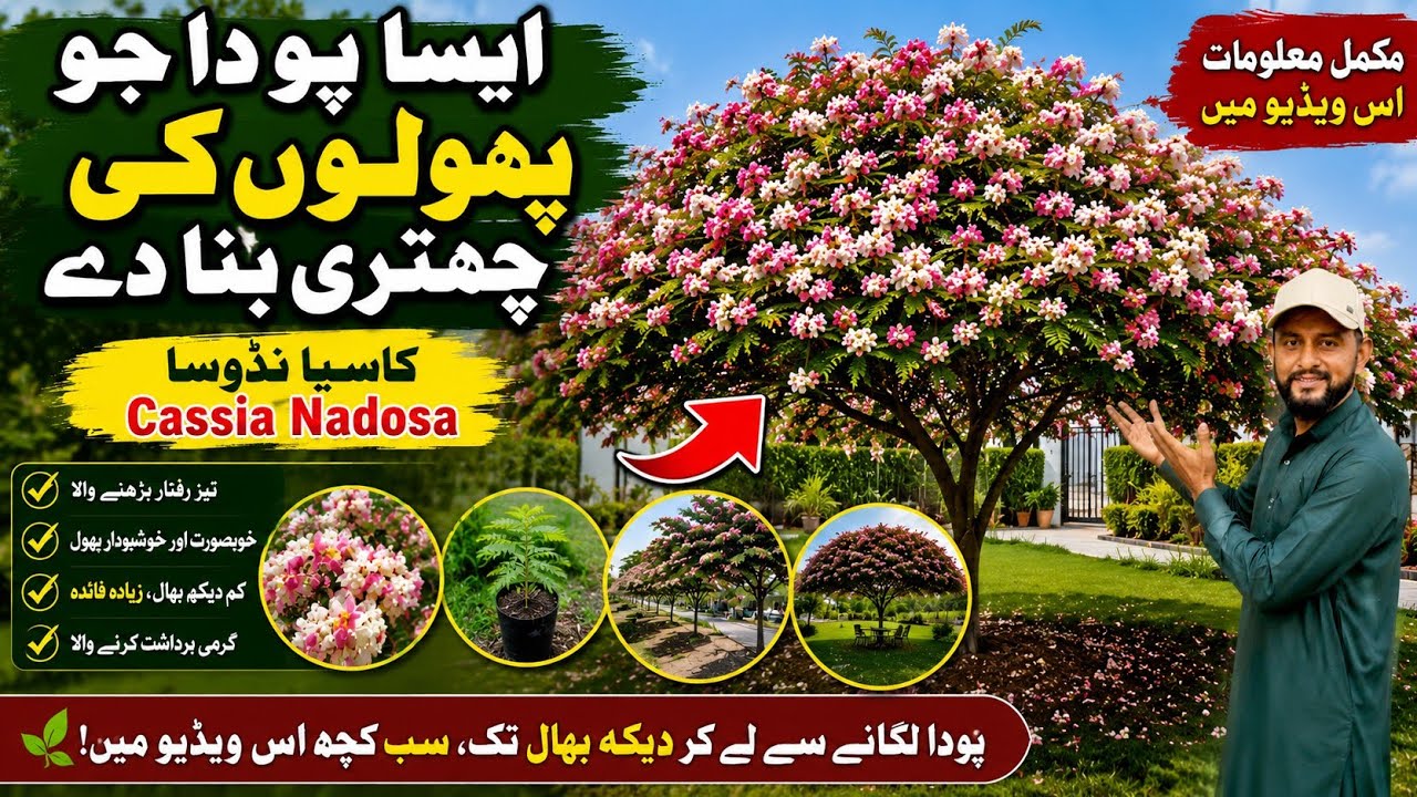 Flowering Tree Cassia Nadosa | Famous Flowering Plant | ایسا پودا جو پھولوں کی چھتری بنا دے
