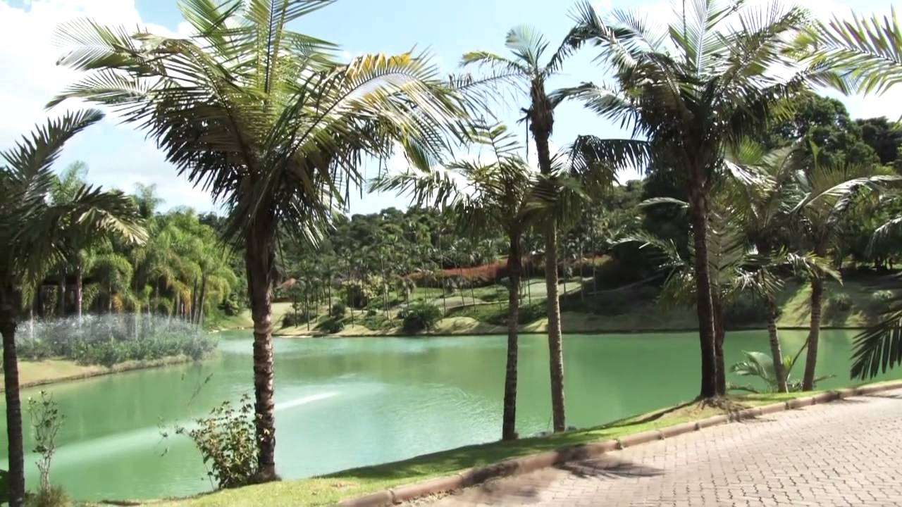 Palmeiras: modos de usar