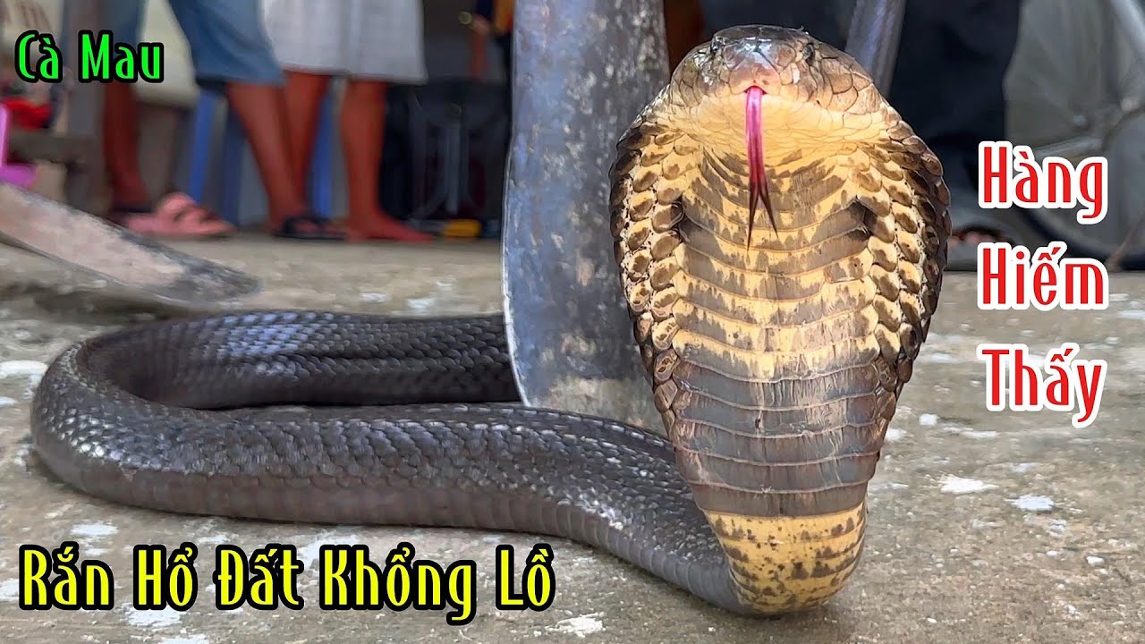 Giúp Dân Cà Mau Thu Phục Con Hổ Đất To Khổng Lồ Hiếm Chưa Từng Gặp | Mười Thương SB